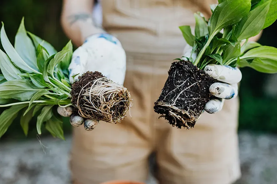 Changing plant pots — giving roots room to grow