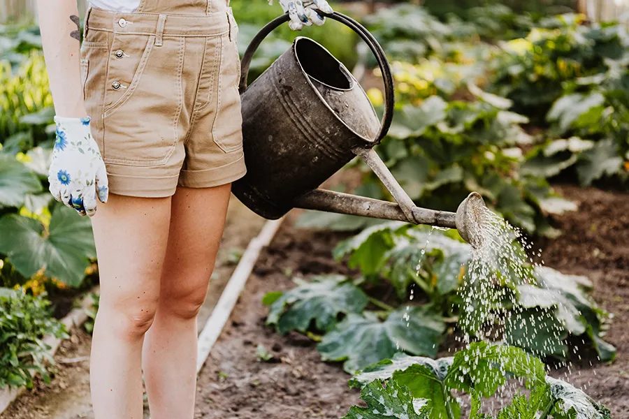 Taking care of the garden — watering and plant maintenance